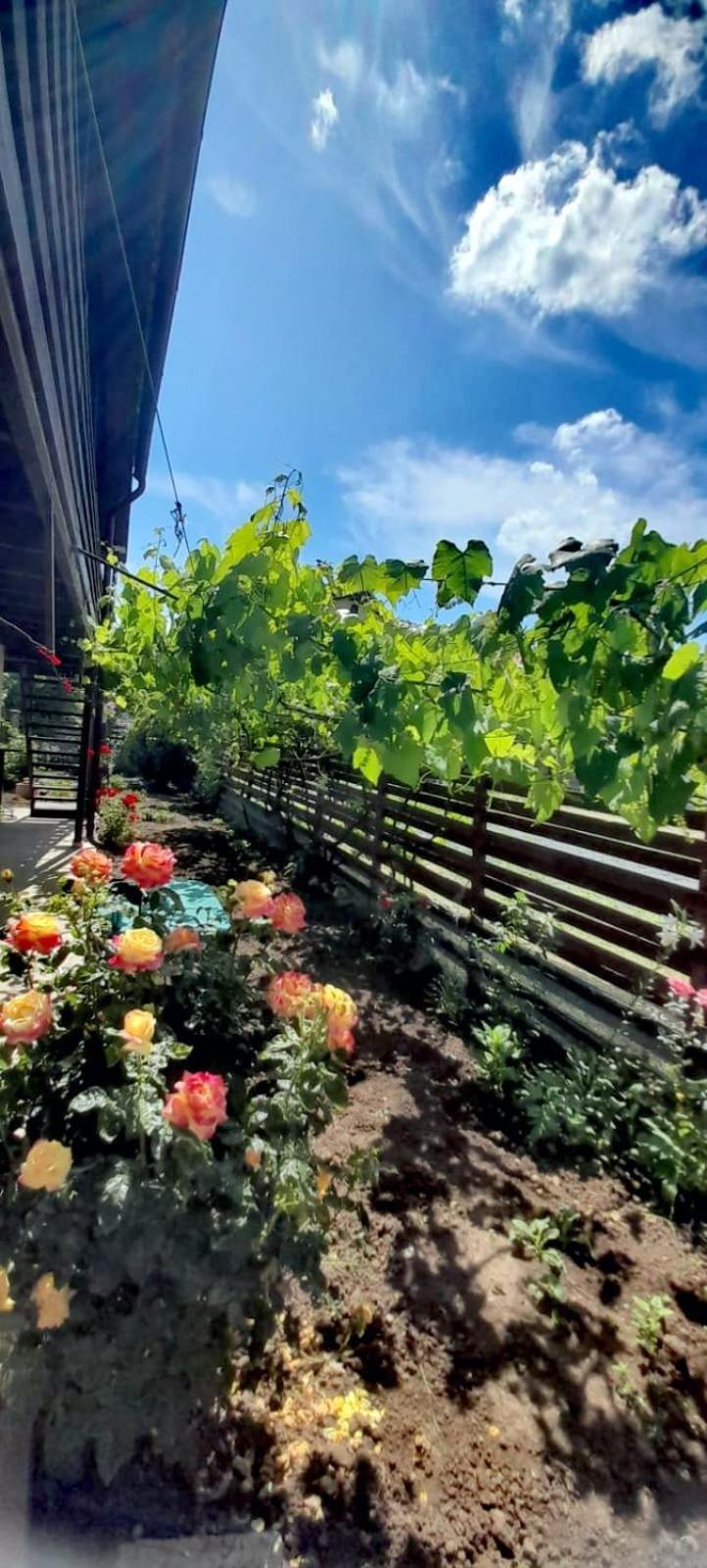 Privatunterkunft Casa Calin Vama Veche